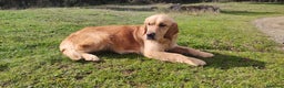 Golden Retriever perros en venta: Golden Retriever - Anuncio 5