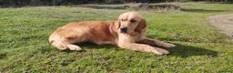 Golden Retriever perros en venta: Golden Retriever - Anuncio 6