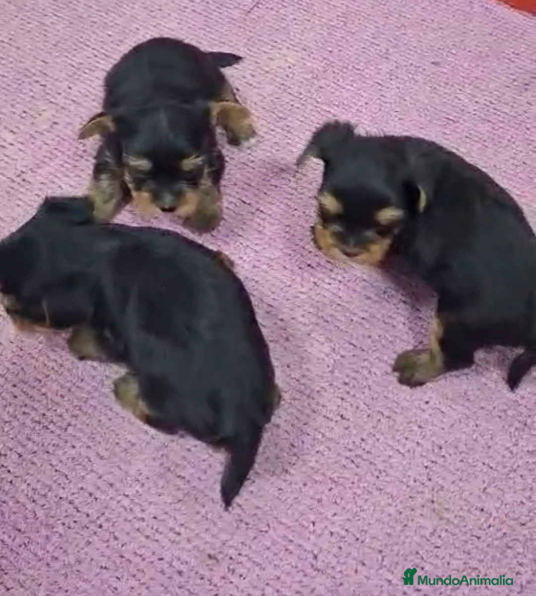 Yorkshire Terrier perros en venta: Preciosos Yorkshire disponibles para entregar  - Anuncio 6