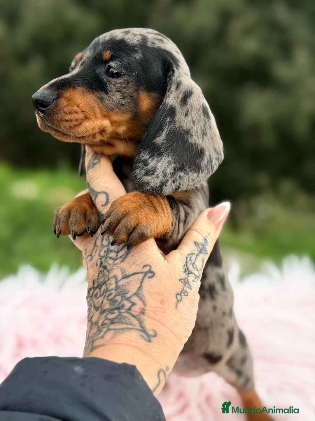 Teckel Miniatura perros en venta: TECKEL MINI ARLEQUÍN PLATA - Anuncio 6