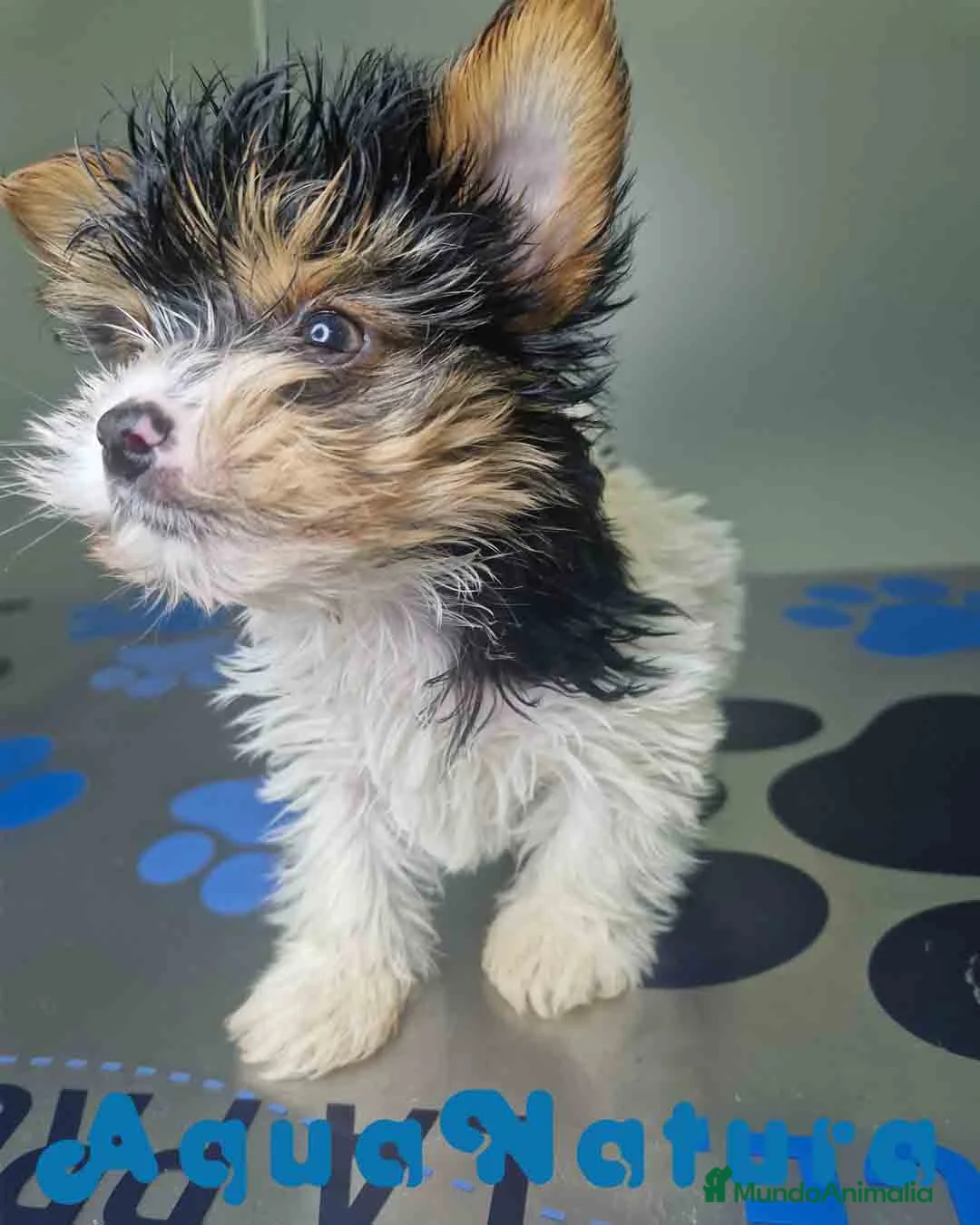 Biewer Yorkshire Terrier a la Pom Pon perros en venta: Yorkshire Biewer Macho CJMM 1318 AQUANATURA - Anuncio 5