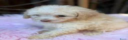 Caniche Toy perros en venta: Caniche enano/toy - Anuncio 4