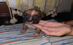 Boxer perros en venta: Boxer - Imagen 4