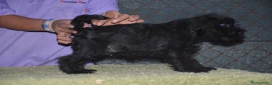 Schnauzer Miniatura 3