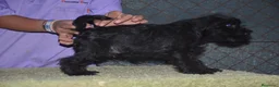 Schnauzer Miniatura perros en venta: Schnauzer miniatura negro - Anuncio 5