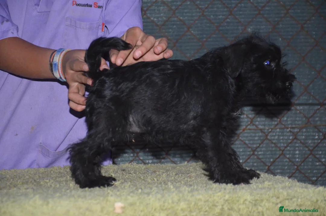 Schnauzer Miniatura perros en venta: Schnauzer miniatura negro - Anuncio 5