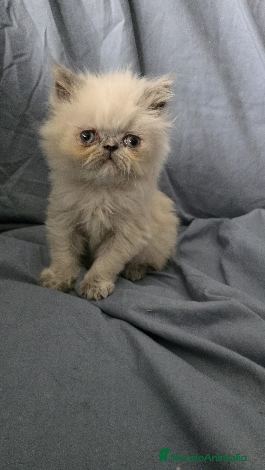 Persa gatos en venta: Persas en Jerez  - Imagen 5