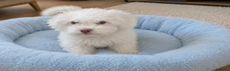 Perro de Agua Español perros en venta: Precioso cachorro de agua - Anuncio 1