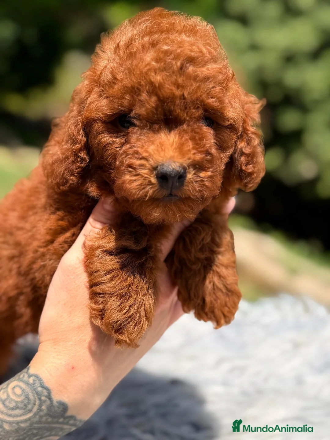 Caniche Toy perros en venta: CANICHE ROJO PIMENTÓN  - Anuncio 8