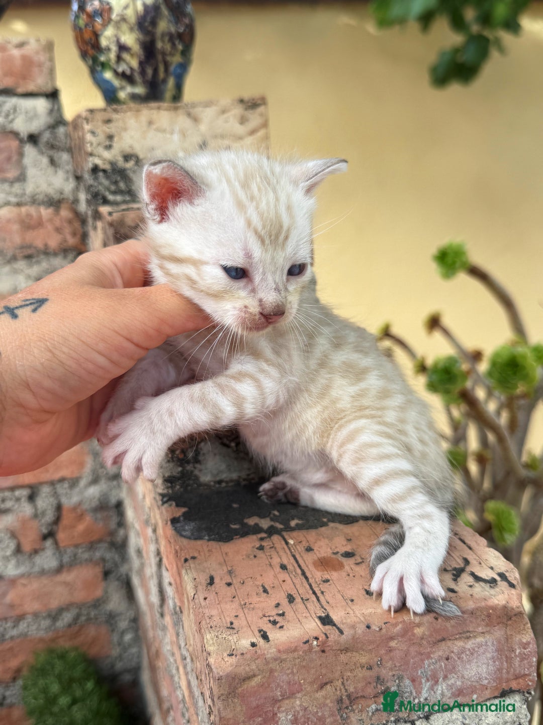 Bengalí gatos en venta: Gatitos Bengali snow  - Imagen 5