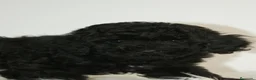 Caniche Toy perros en venta: CANICHE TOY NEGRO - Anuncio 2