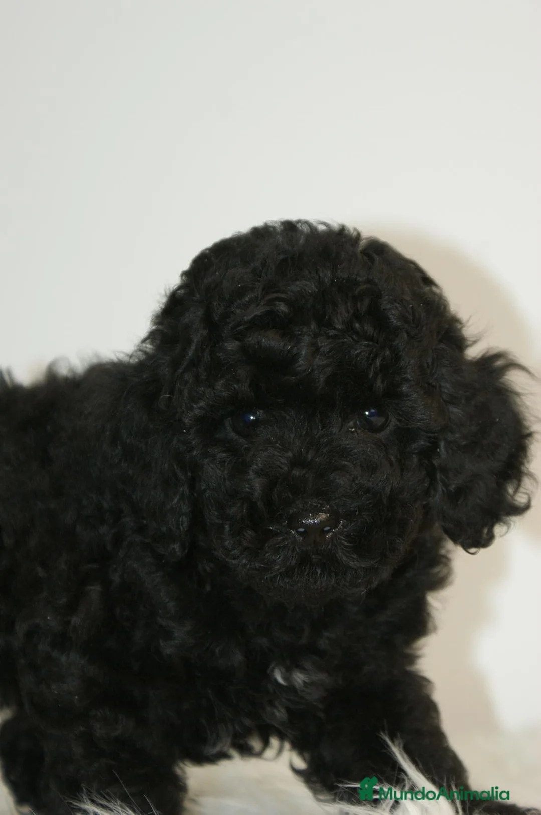 Caniche Toy perros en venta: CANICHE TOY NEGRO - Anuncio 2