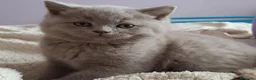 Británico de Pelo Corto gatos en venta: Gato British Shorthair  - Anuncio 7