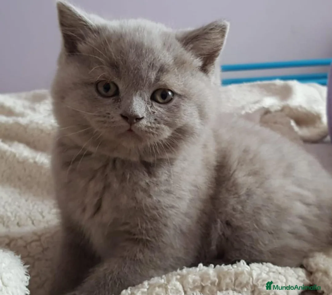 Británico de Pelo Corto gatos en venta: Gato British Shorthair  - Anuncio 7
