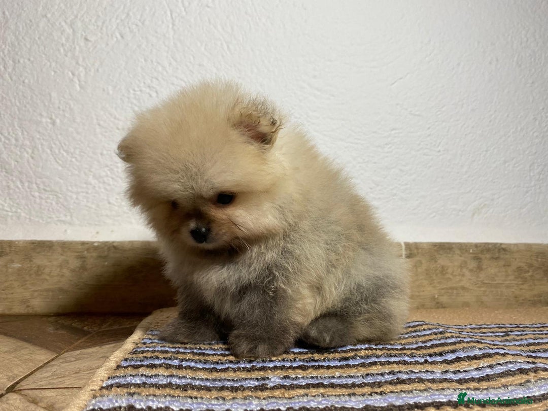 Pomerania perros en venta: Camada Pomerania Toy - Imagen 3
