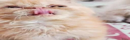 Persa gatos en venta: CACHORRO PERSA ROJO - Anuncio 4