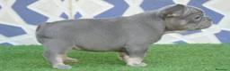 Bulldog Francés perros en venta: Bulldog Frances  - Anuncio 3