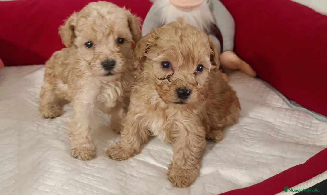 Caniche Toy perros en venta: Caniche toy apricot  - Anuncio 1
