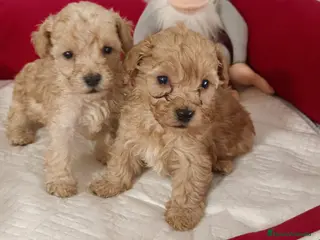 Caniche Toy perros Caniche toy apricot - Anuncio 3