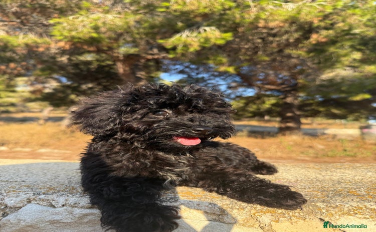Caniche Toy perros - Propaganda 8