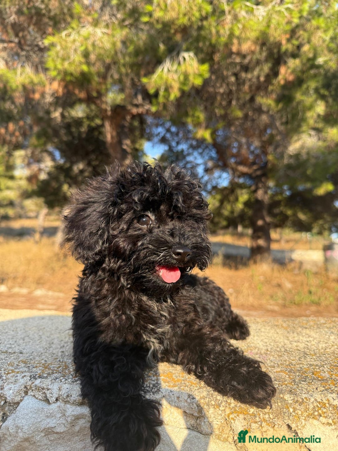 Caniche Toy perros en venta: MACHOS CANICHE TOY  - Imagen 1