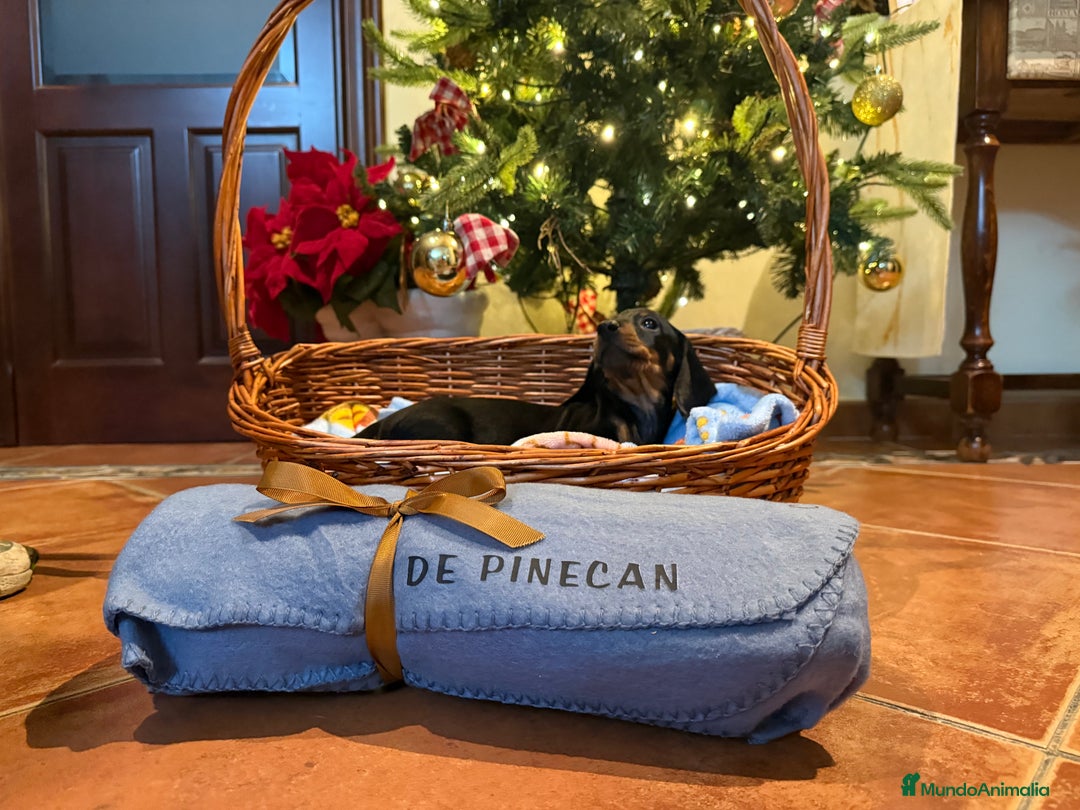 Teckel perros en venta: Cachorros teckel standard pelo corto - Anuncio 3