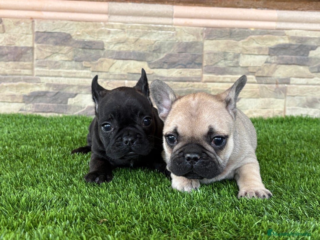 Bulldog Francés perros en venta: Bulldog francés . - Anuncio 4