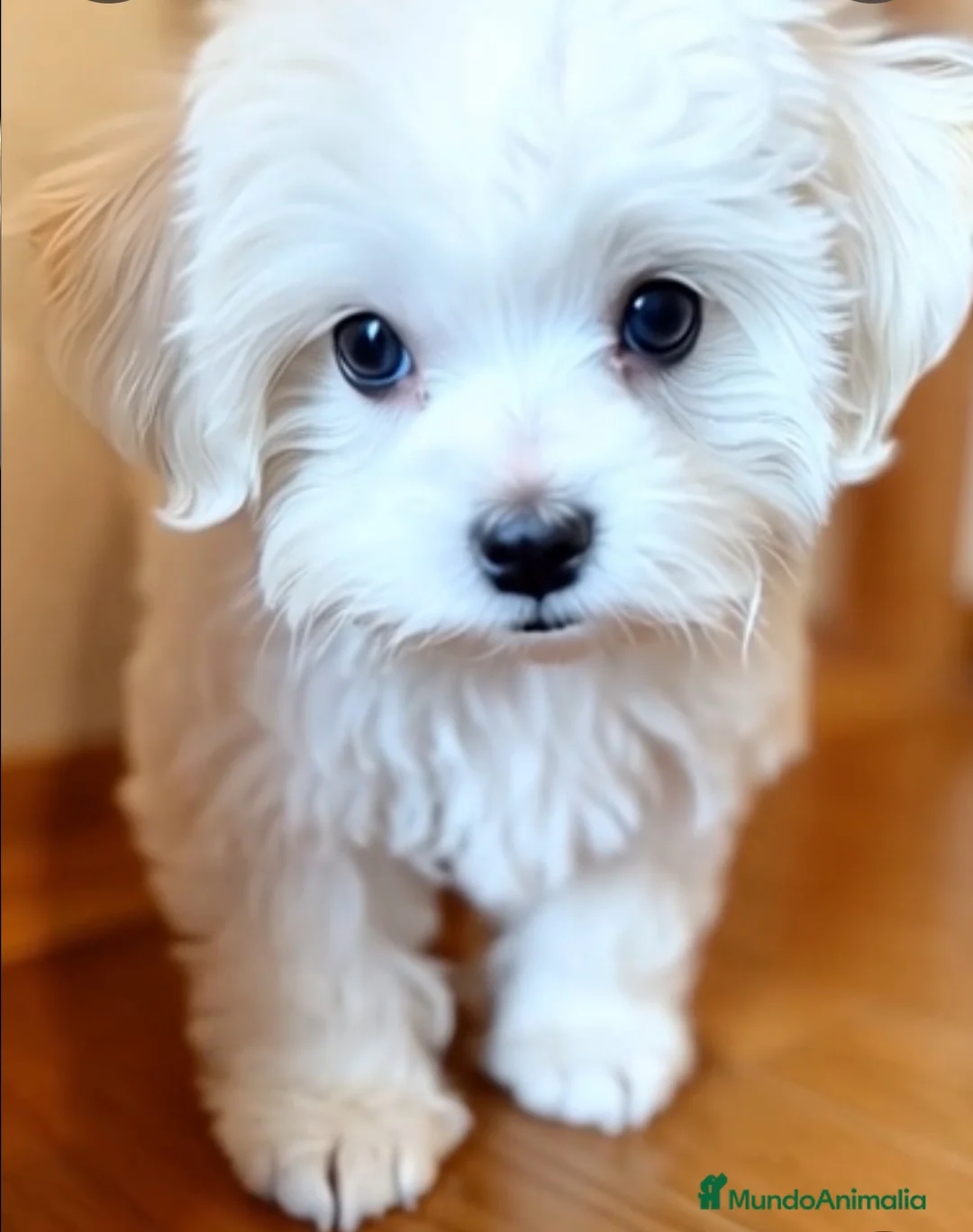 Bichón Maltés perros en venta: Bichón Maltés  - Anuncio 2