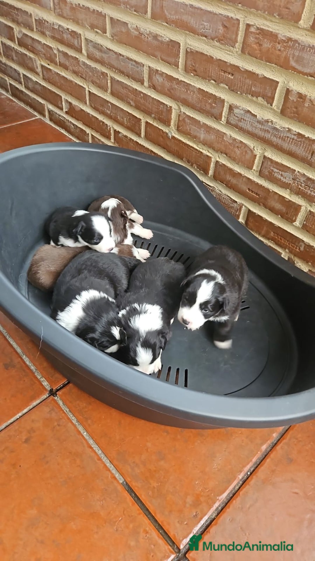 Border Collie perros en venta: Cachorros Border Collie - Anuncio 4
