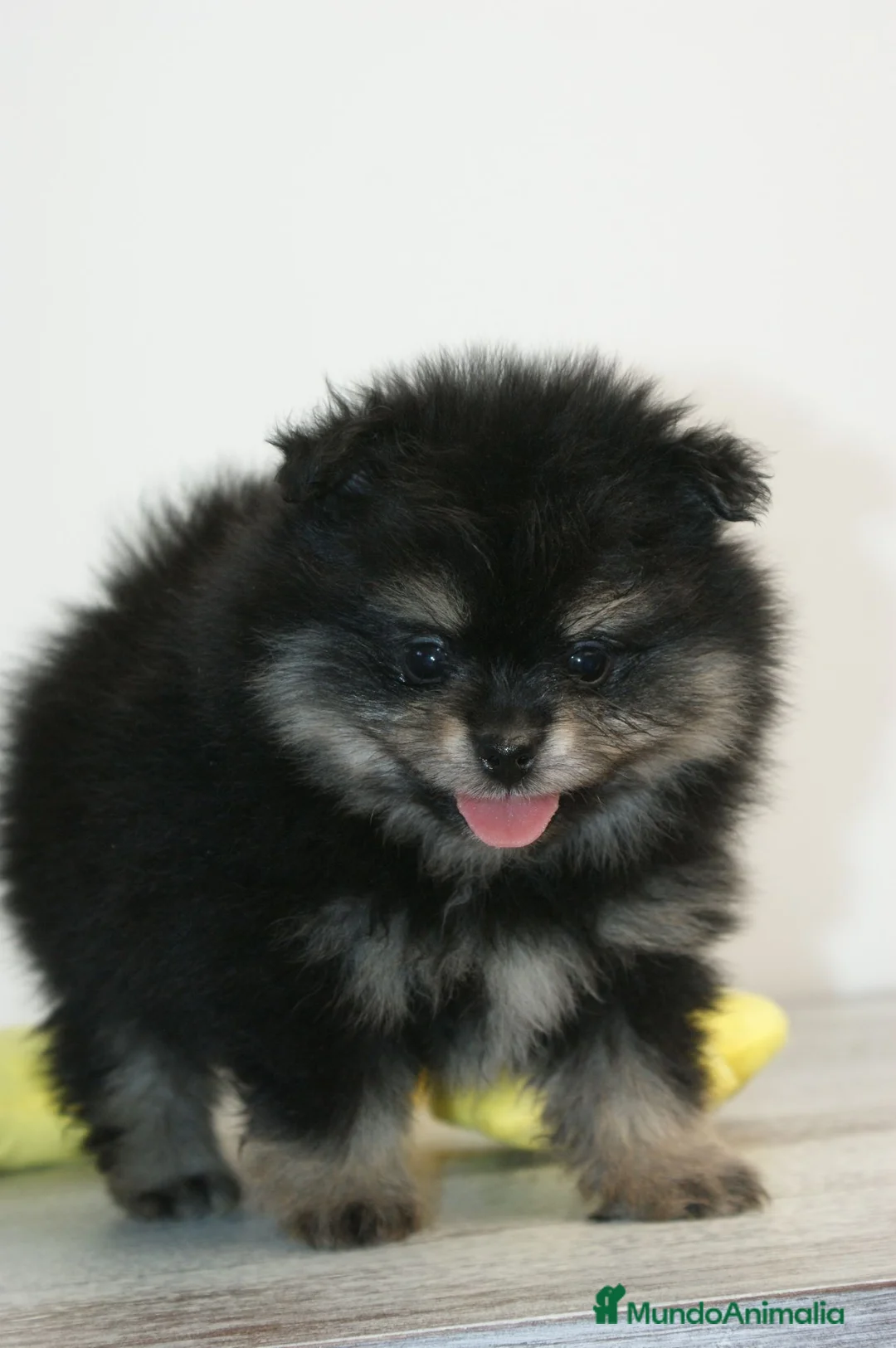 Pomerania perros en venta: CACHORRO POMERANIA - Anuncio 2