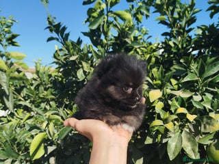 Pomerania perros - Anuncio 3
