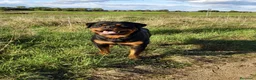 Rottweiler perros en venta: Cachorros padres Alemanes mejores líneas mundiales - Anuncio 6