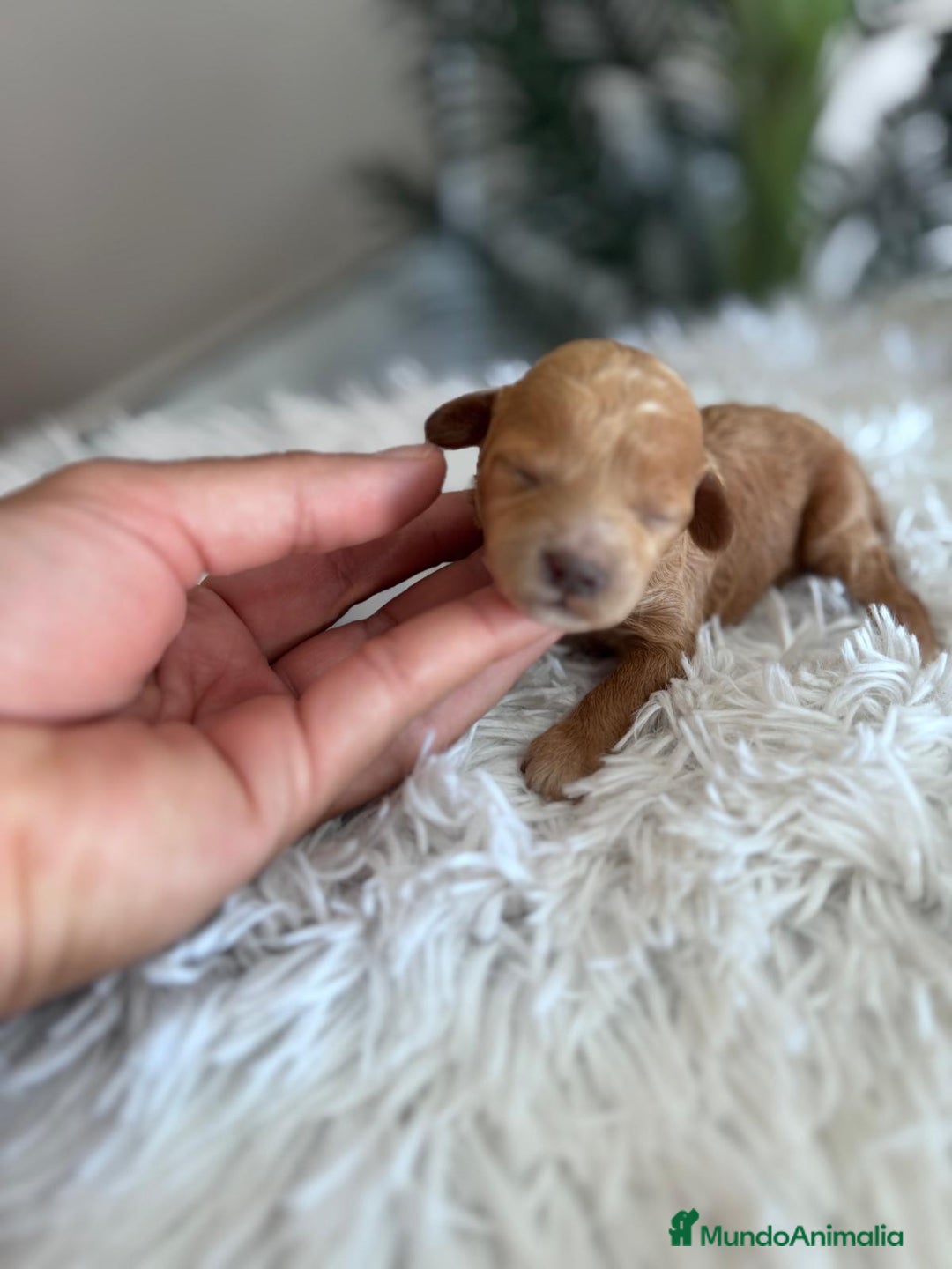 Caniche Toy perros en venta: CANICHE TOY HEMBRA - Imagen 10