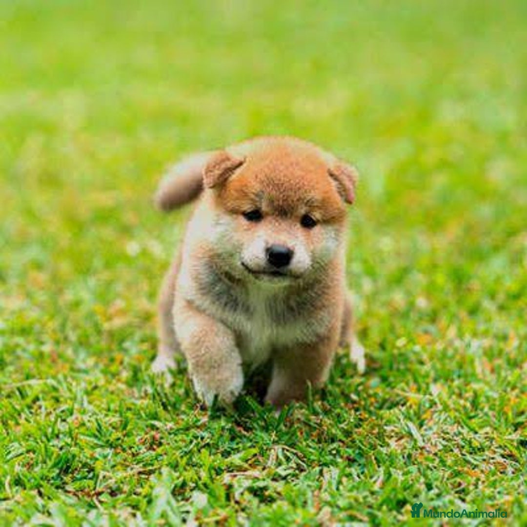 Shiba Inu perros en venta: Shiba Inu preciosos cachorros  - Anuncio 1