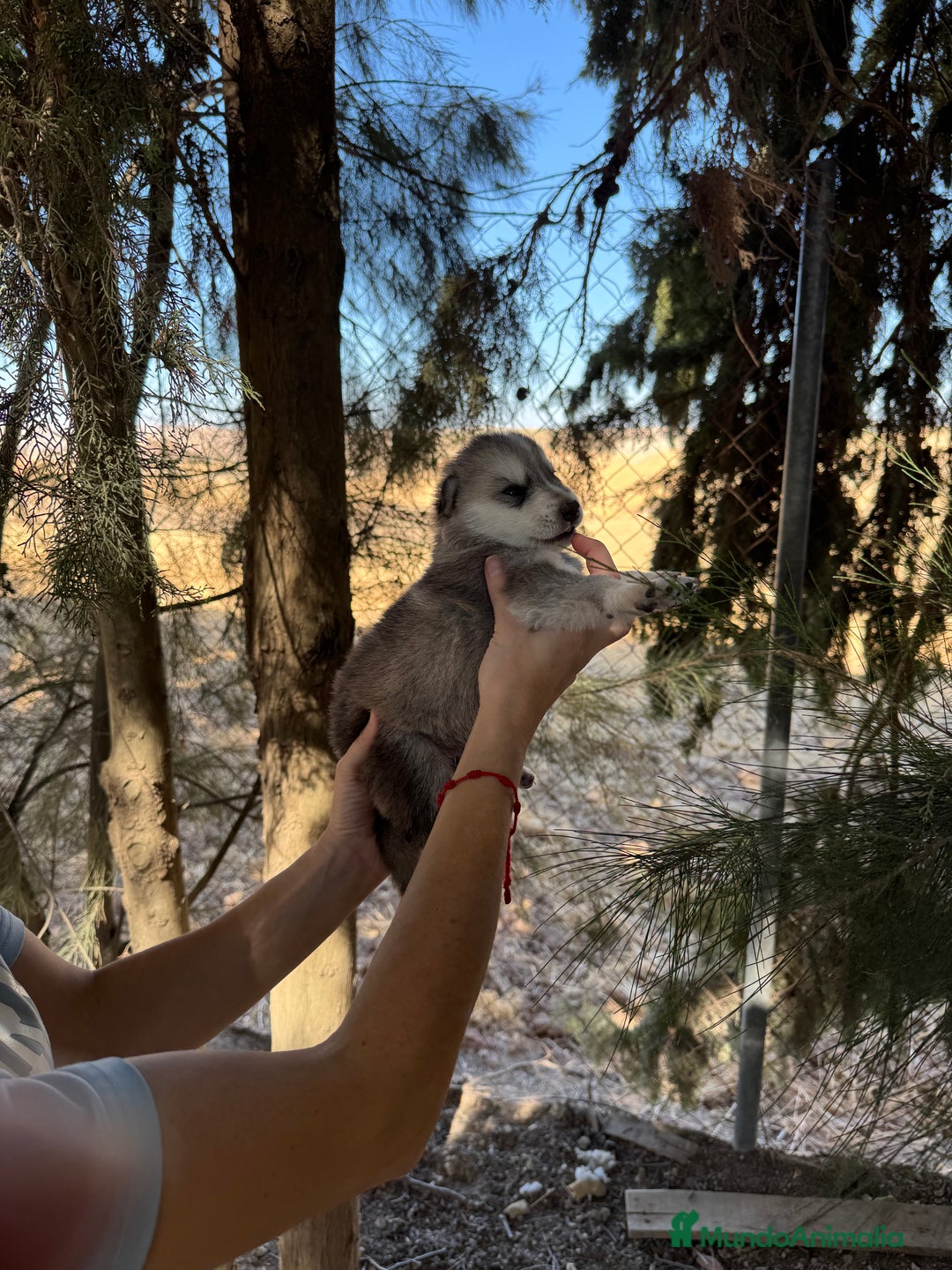 Raza Mixta perros en venta: Husky Siberiano y Lobo Artico - Imagen 12
