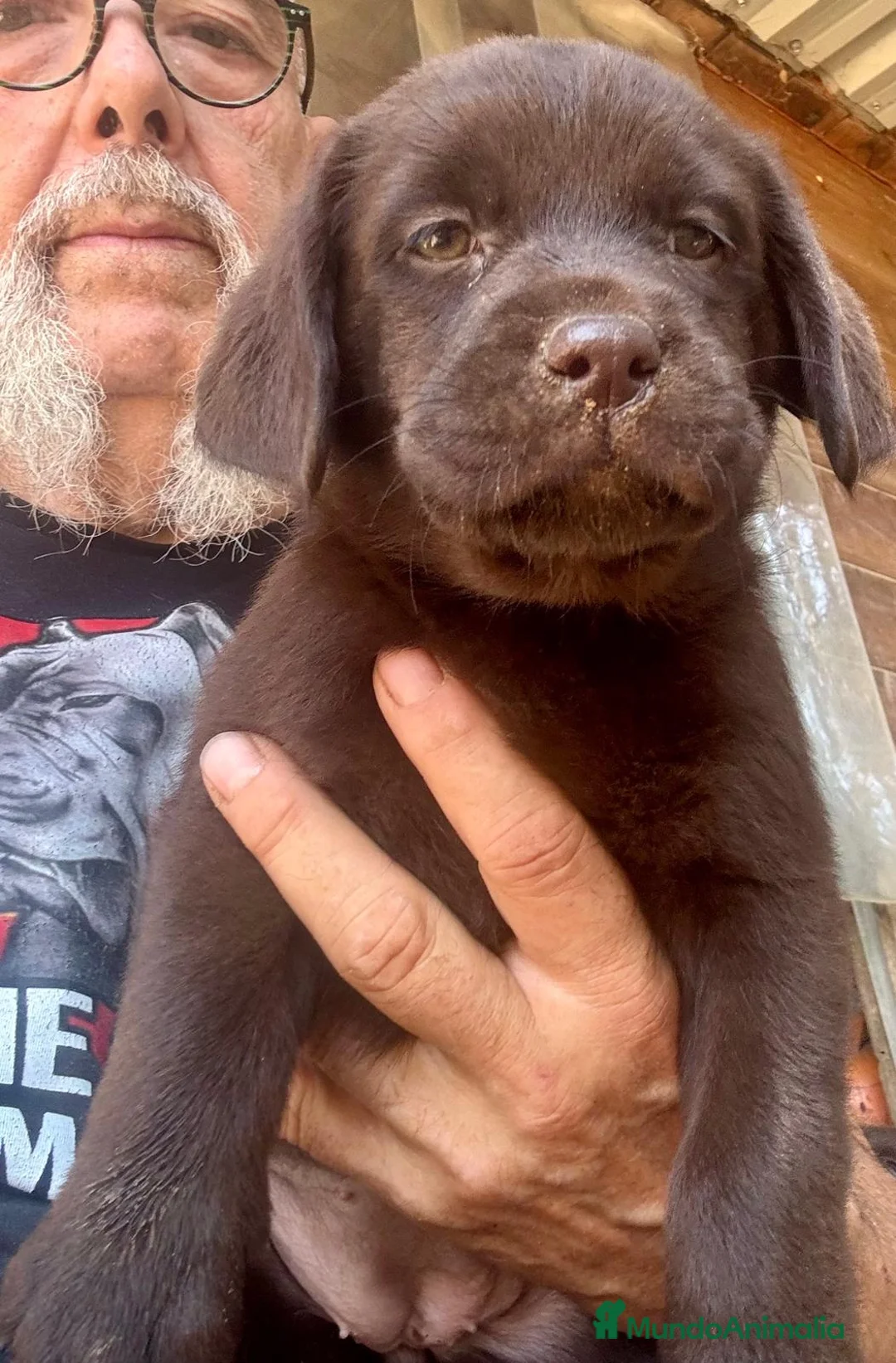 Labrador Retriever perros en venta: labrador chocolate  - Anuncio 2