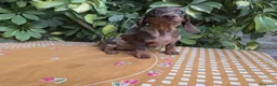Teckel Miniatura perros en venta: TECKEL MINIATURA ARLEQUIN CHOCOLATE - Anuncio 2