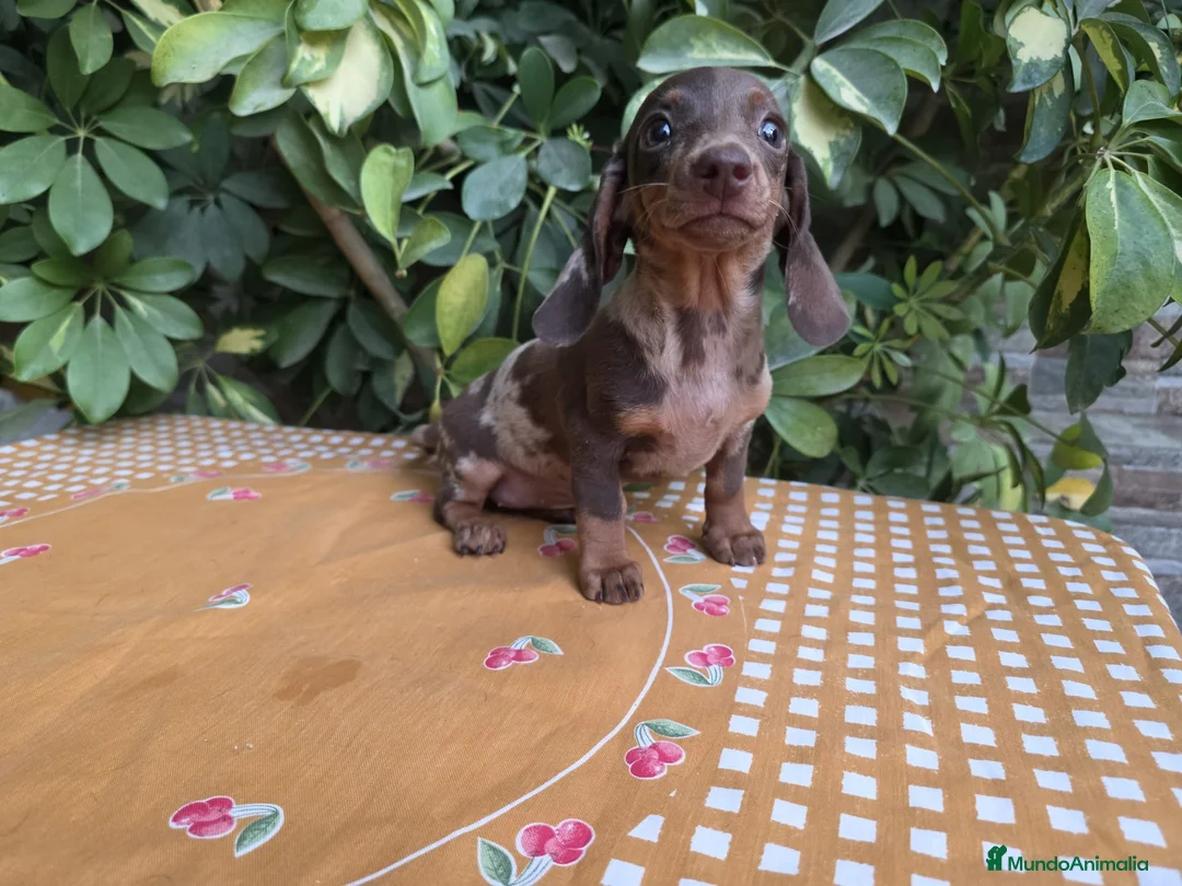 Teckel Miniatura perros en venta: TECKEL MINIATURA ARLEQUIN CHOCOLATE - Anuncio 2