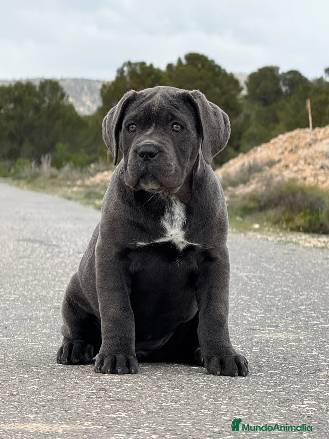 Cane Corso perros en venta: Cachorro de Cane Corso - Anuncio 1