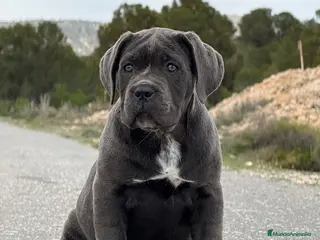 Cane Corso perros Cachorro de Cane Corso - Anuncio 2