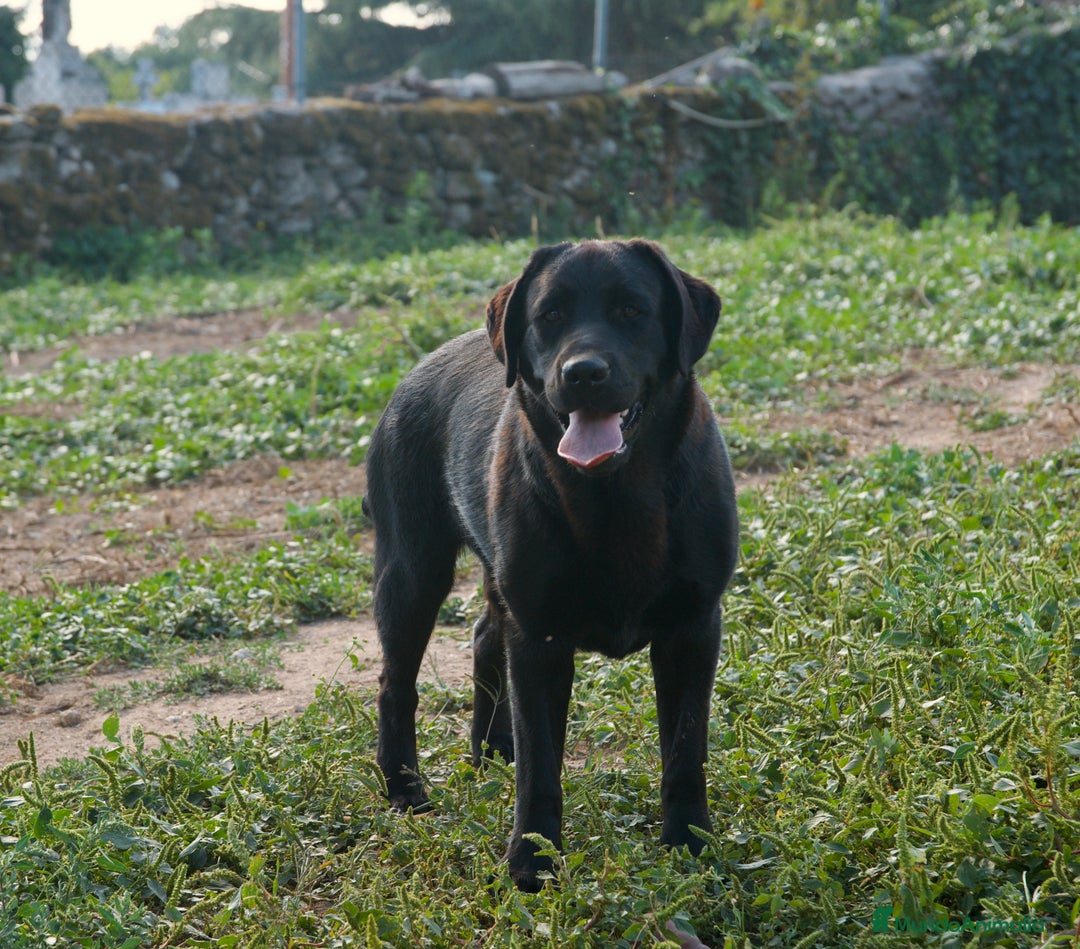 Labrador Retriever perros en venta: hembra labrador retriever - Anuncio 2