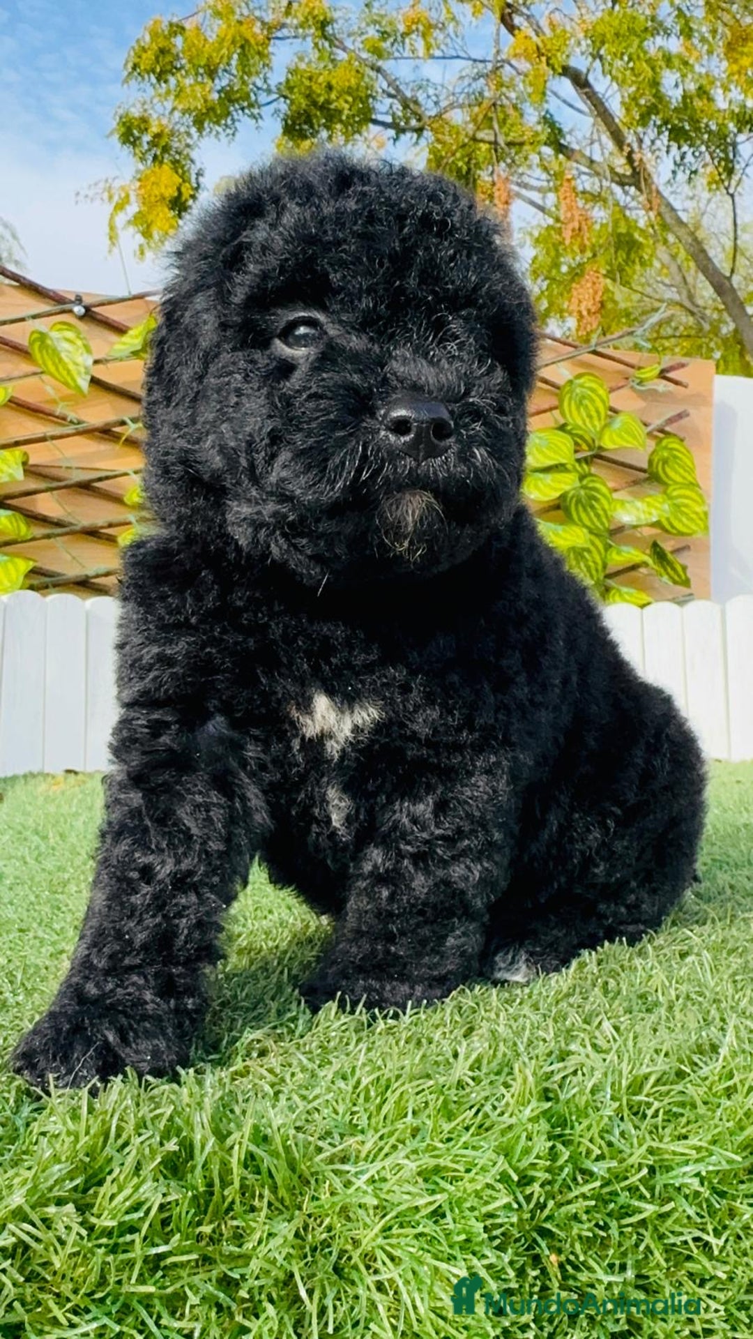 Perro de Agua Español perros en venta: PERRO DE AGUA  - Anuncio 18