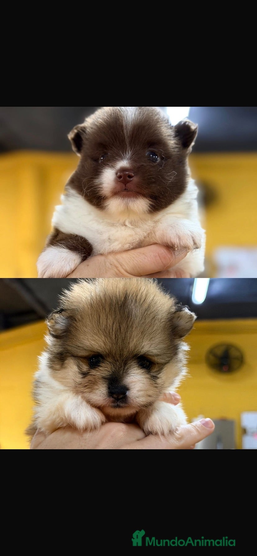 Pomerania perros Pomeranias hembras🐾 - Anuncio 1