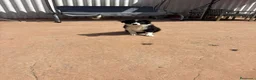 Border Collie perros en venta: Border collie En toda España personalmente  - Anuncio 4