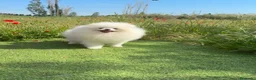 Pomerania perros en venta: Pomerania Toy - Anuncio 2