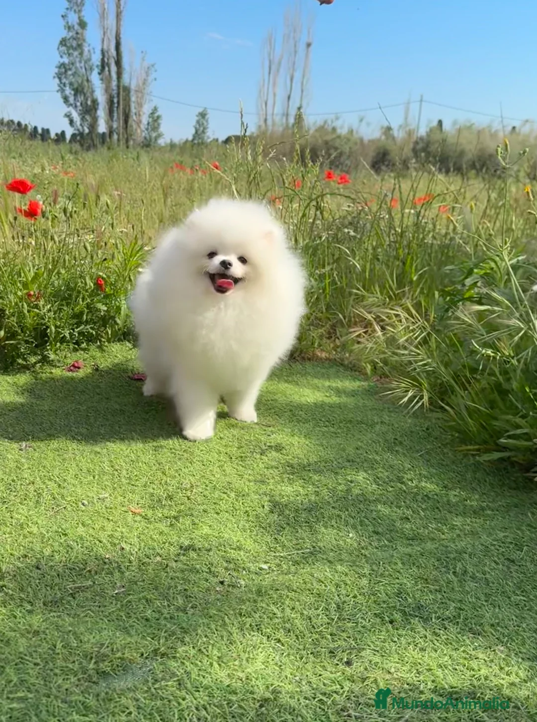 Pomerania perros en venta: Pomerania Toy - Anuncio 2