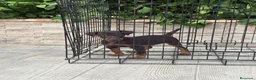 Terrier Alemán de Caza perros en venta: Cachorro Jagd terrier chocolate  - Anuncio 2