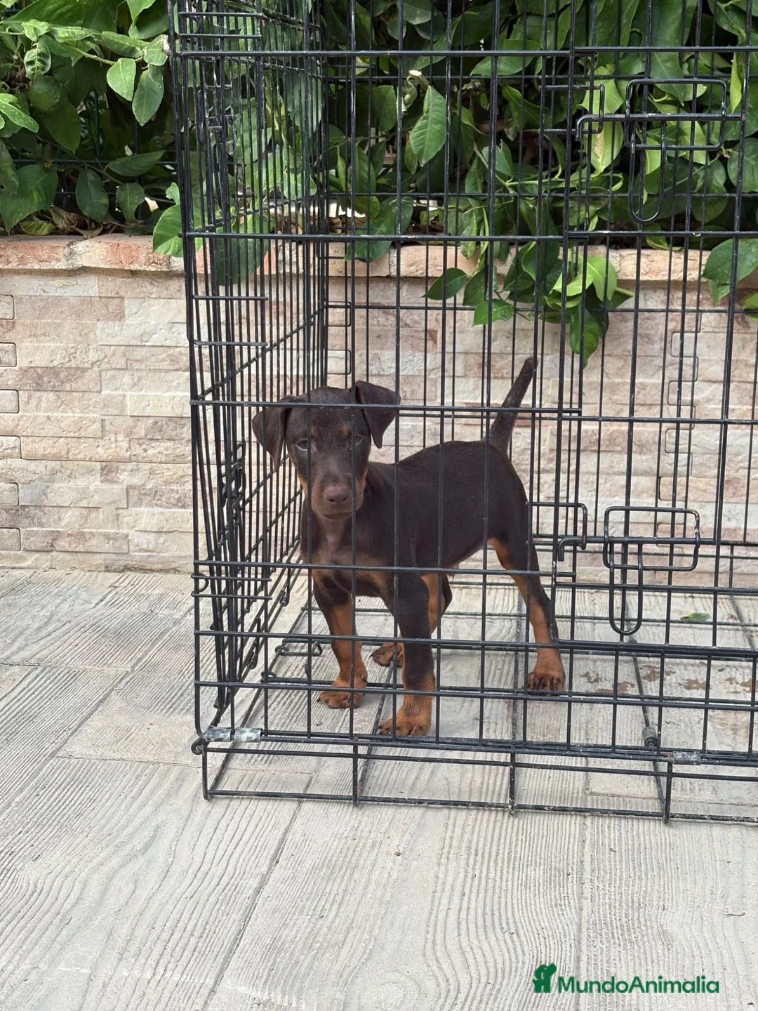 Terrier Alemán de Caza perros en venta: Cachorro Jagd terrier chocolate  - Anuncio 2