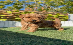 Caniche Toy perros en venta: CANICHE TOY MACHO - Anuncio 1