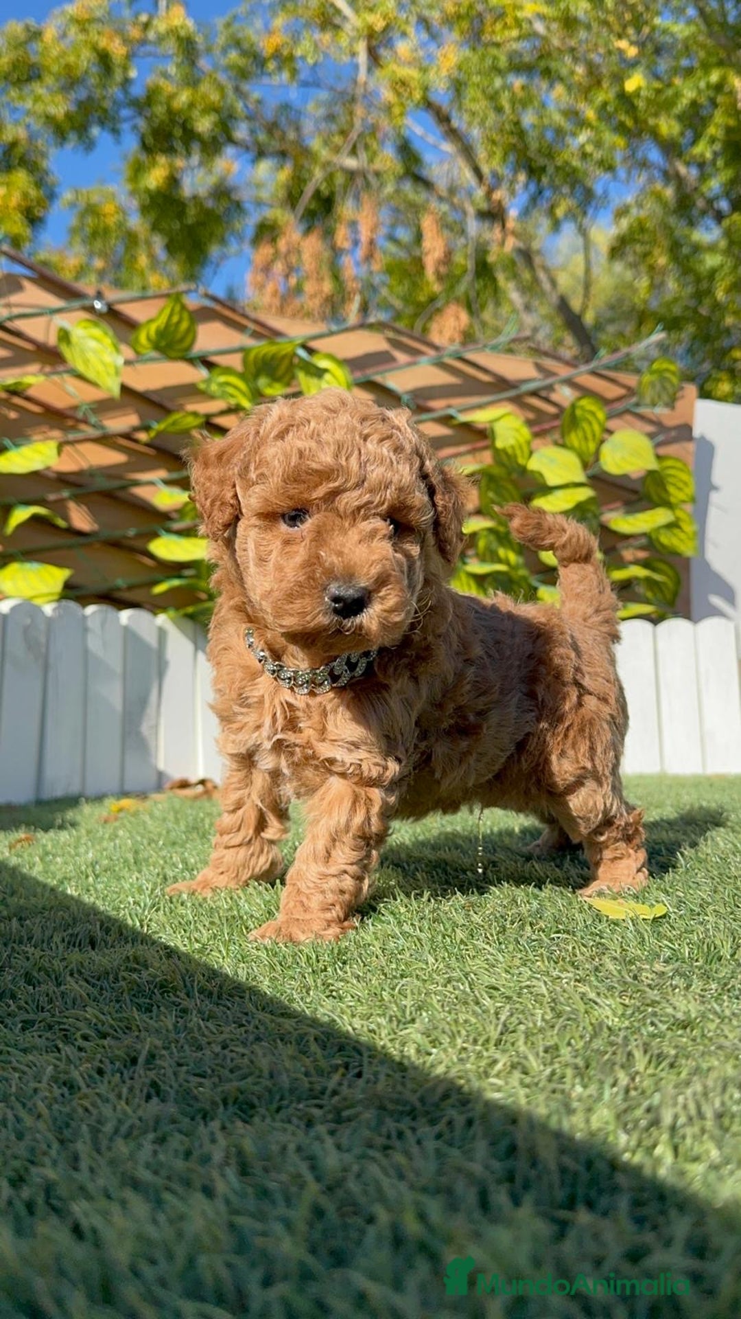 Caniche Toy perros en venta: CANICHE TOY MACHO - Anuncio 1